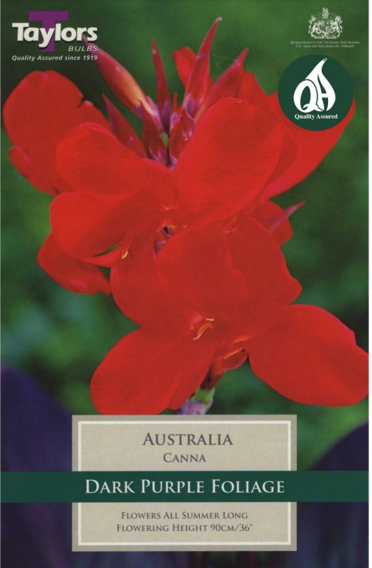 Taylors Bulbs Canna Australia (1 rhizome)