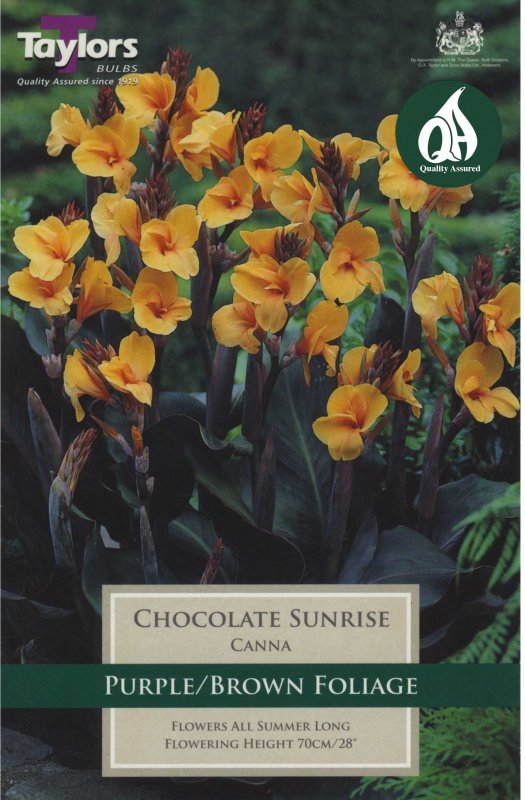 Taylors Bulbs Canna Chocolate Sunrise (1 rhizome)