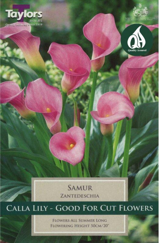 Taylors Bulbs Zantedeschia Samur (1 tuber)