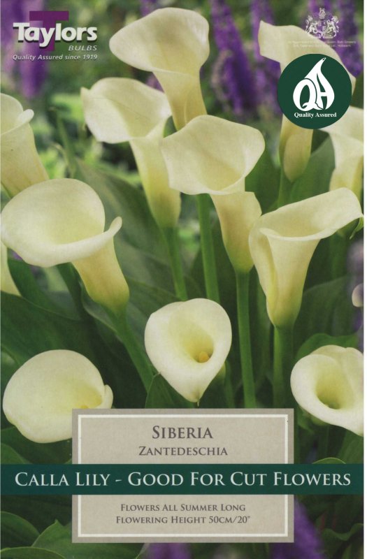 Taylors Bulbs Zantedeschia Siberia (1 tuber)