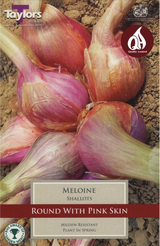 Taylors Bulbs Shallot French Meloine (10 bulbs)
