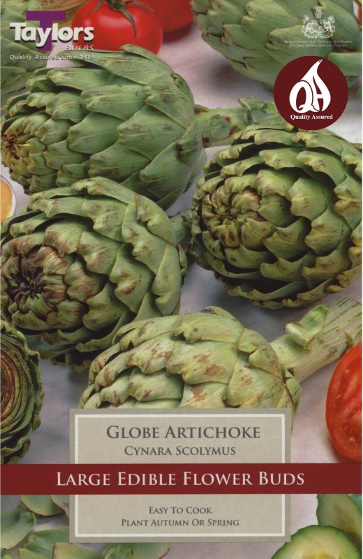 Taylors Bulbs Globe Artichoke (1 bulb)