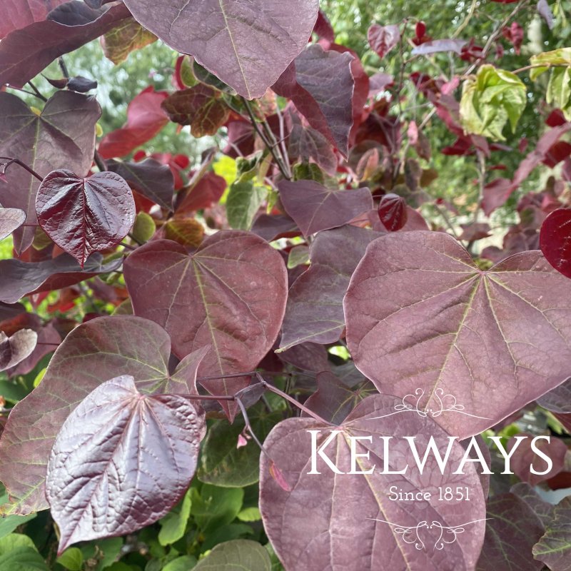 Cercis canadensis 'Forest Pansy'