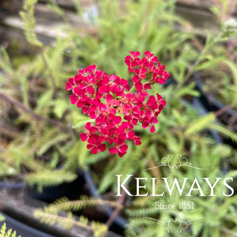 Achillea 'Paprika' (Galaxy Series)