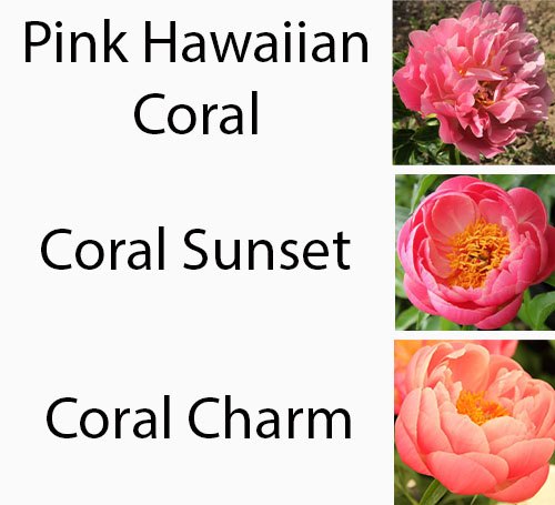 Special Kelways Coral Peony Collection