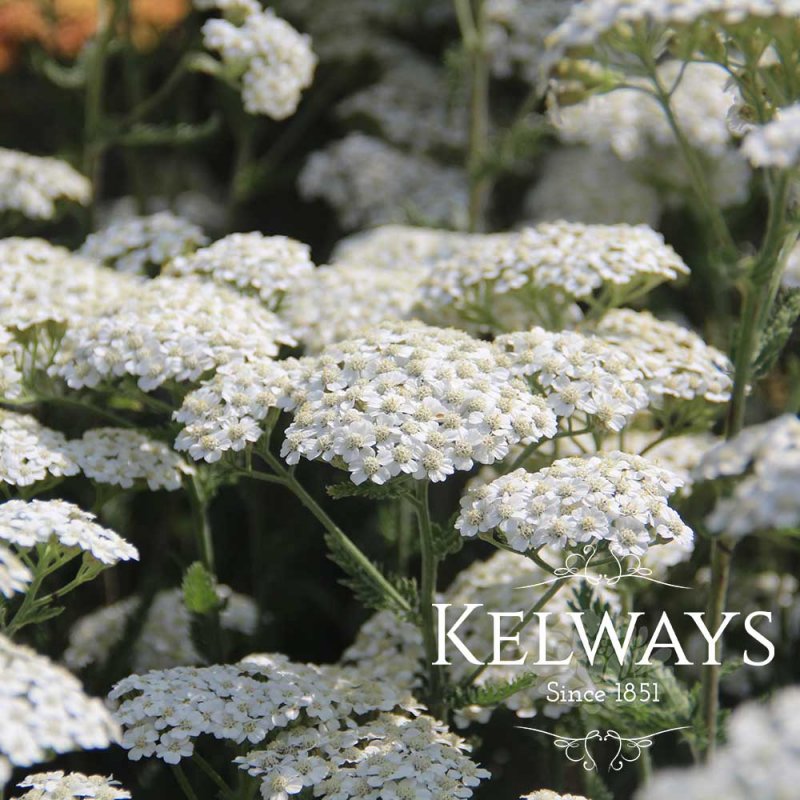 Achillea millefolium