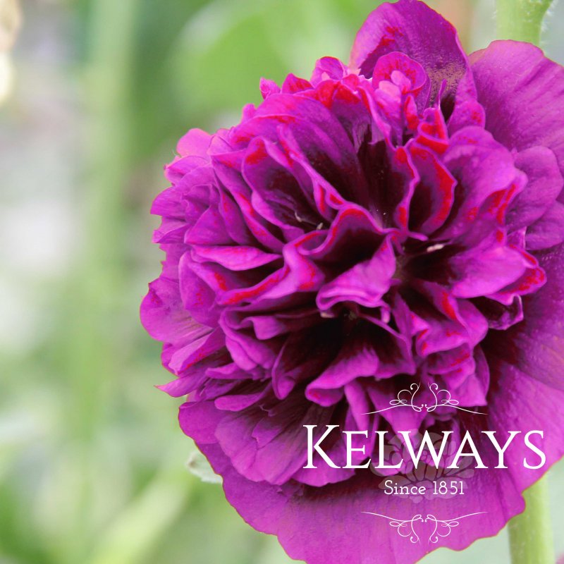 Alcea rosea Chater's Double Group violet-flowered