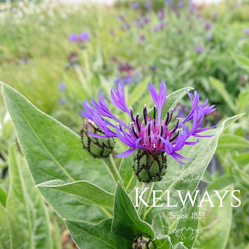 Centaurea montana