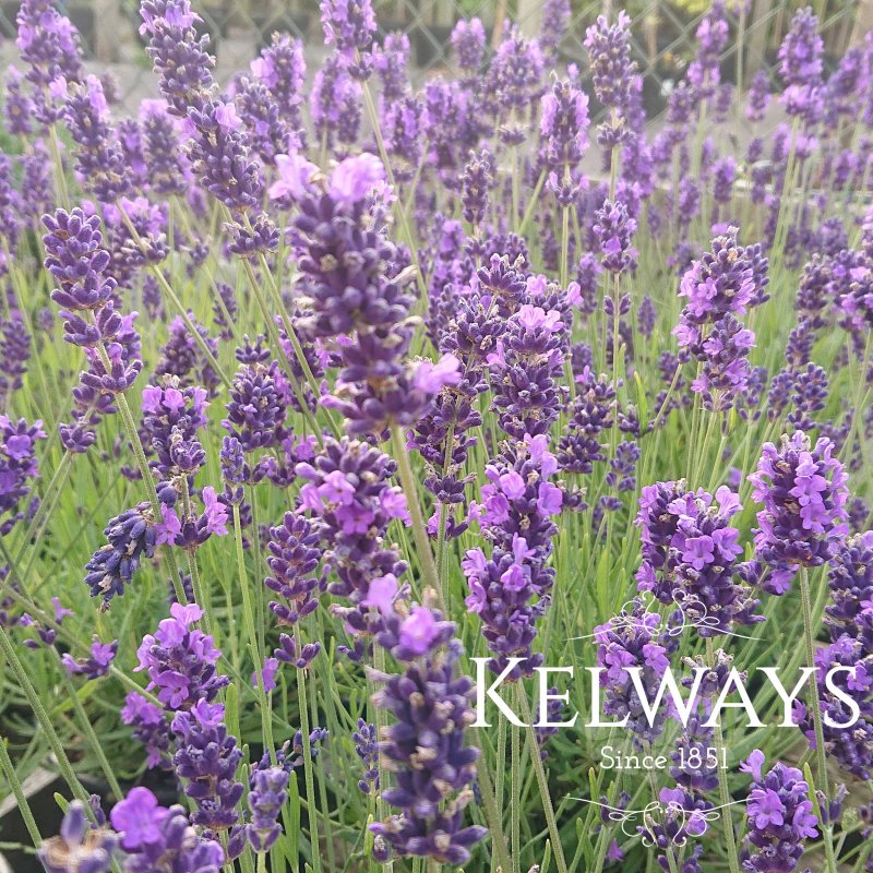 Lavandula angustifolia 'Hidcote'