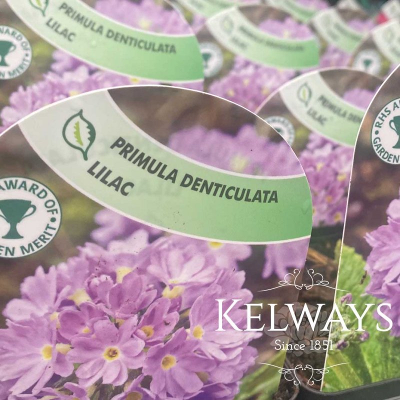 Primula denticulata Lilac