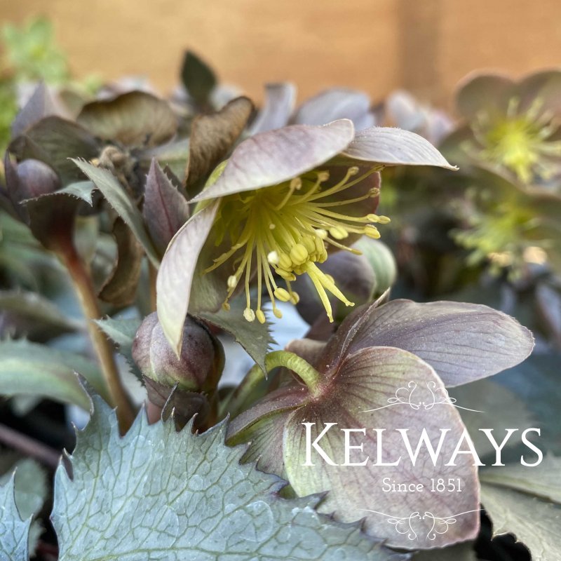 Helleborus Silver Dollar