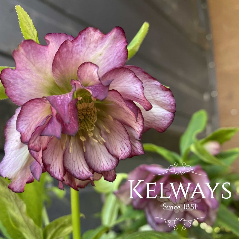 Helleborus Deep Ruby