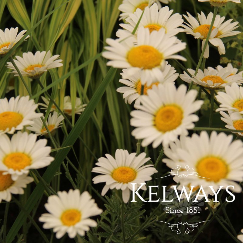 Anthemis tinctoria 'Sauce Hollandaise'