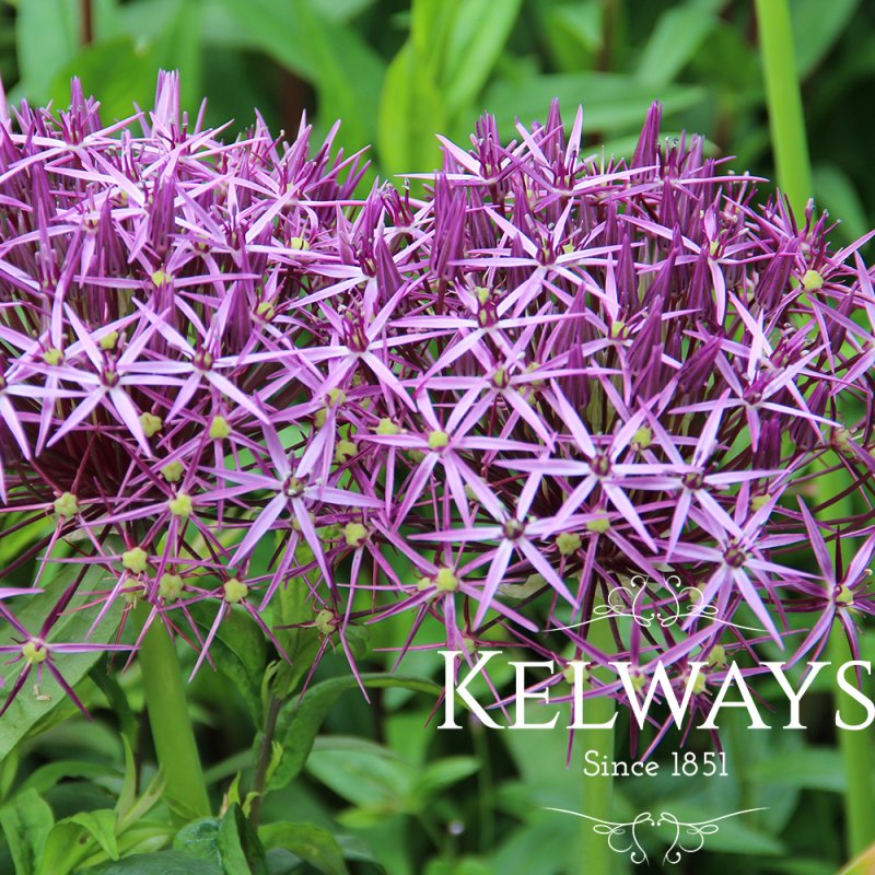 Allium cristophii