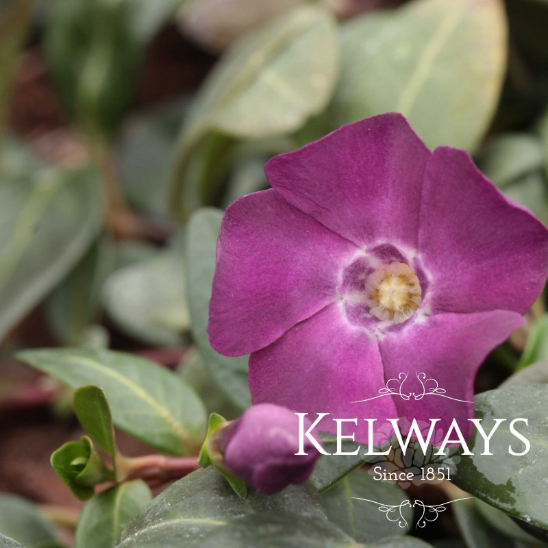 Vinca minor 'Atropurpurea'