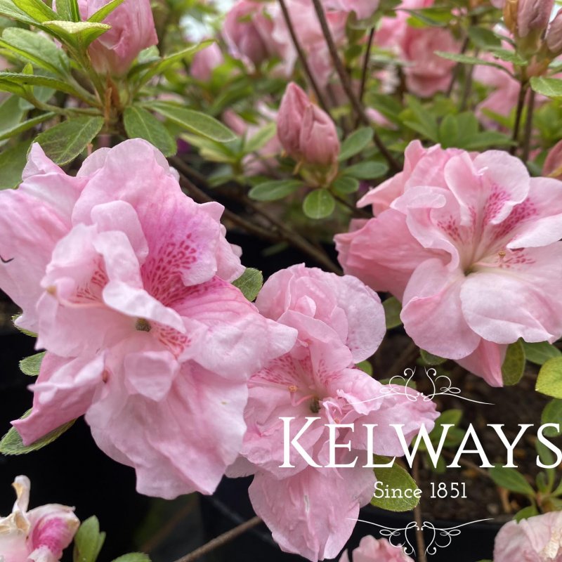 Azalea 'Nancy of Robinhill'