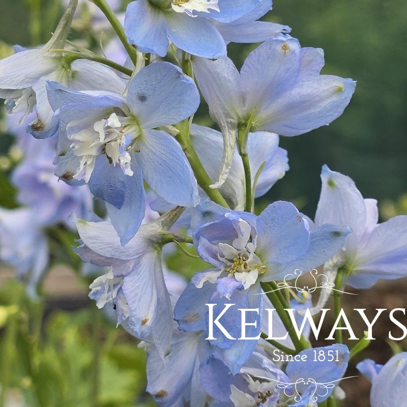 Delphinium 'Magic Fountains Sky Blue' (Magic Fountains Series)