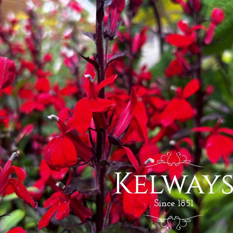 Lobelia x speciosa 'Starship Scarlet' (Starship Series)