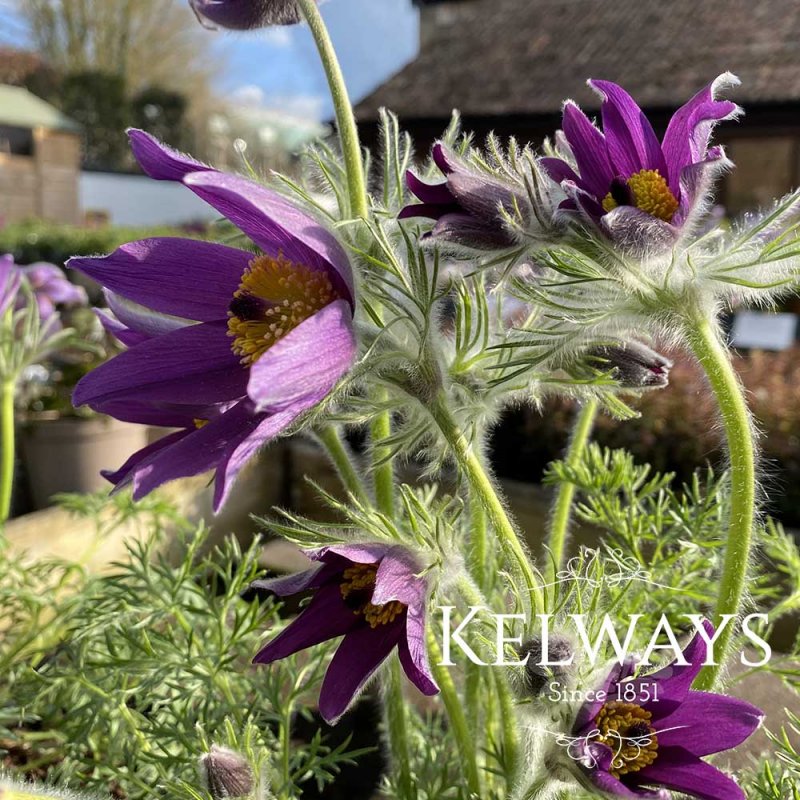 Pulsatilla Bells Violet