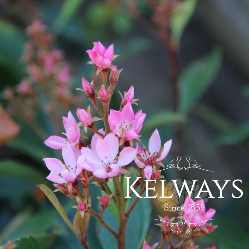 Rhaphiolepis indica 'Springtime'