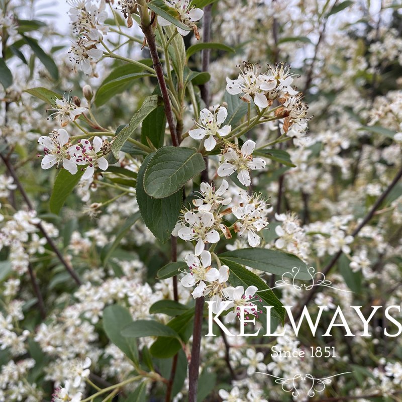 Aronia x prunifolia 'Brilliant'