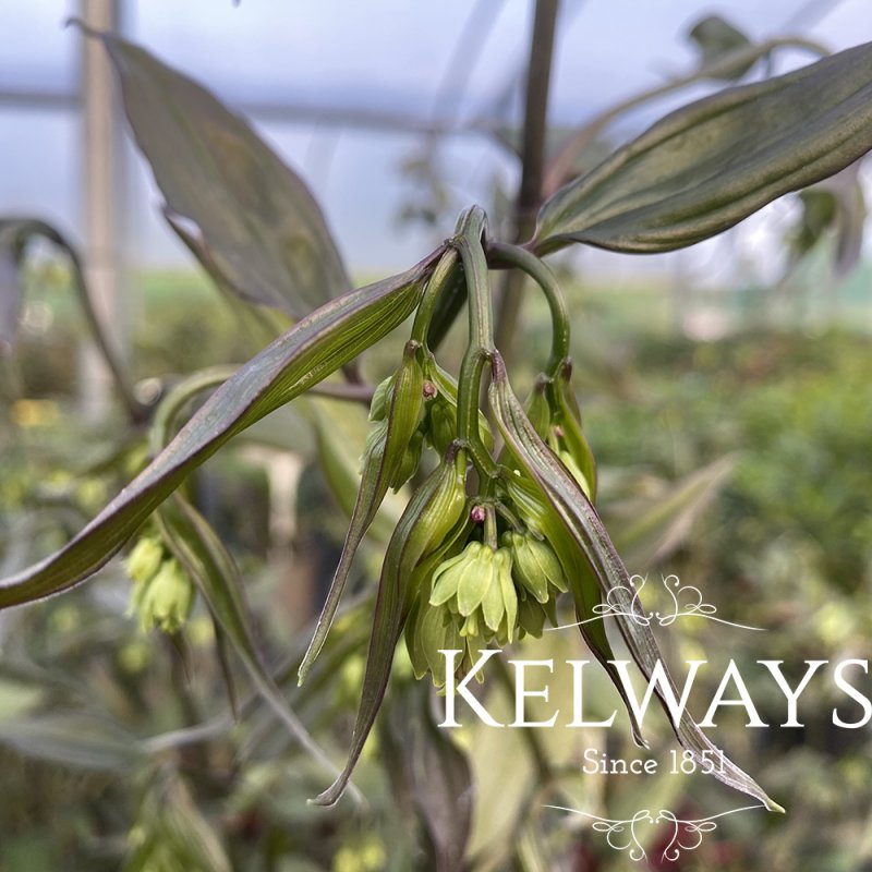 Disporum longistylum 'Night Heron'