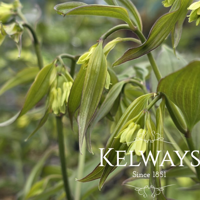 Disporum longistylum 'Night Heron' (2 litre pot)