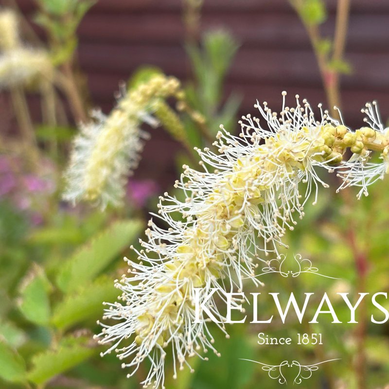 Sanguisorba albiflora