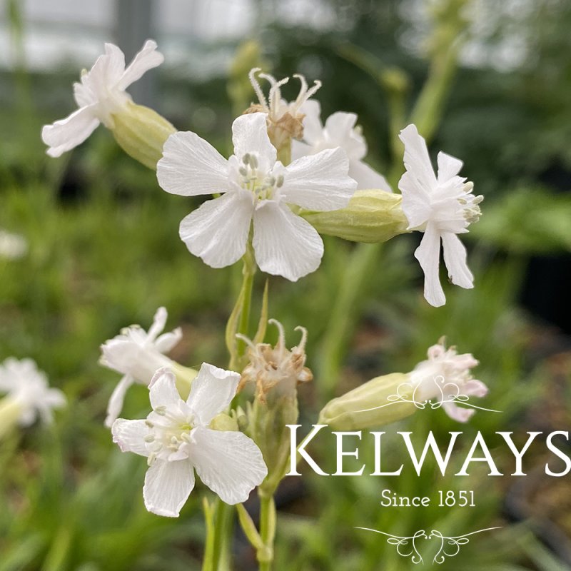 Lychnis viscaria 'Snowbird'
