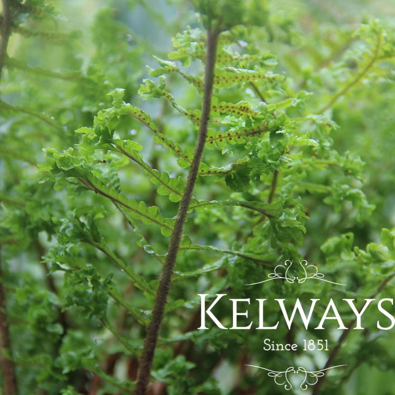 Dryopteris affinis 'Cristata'