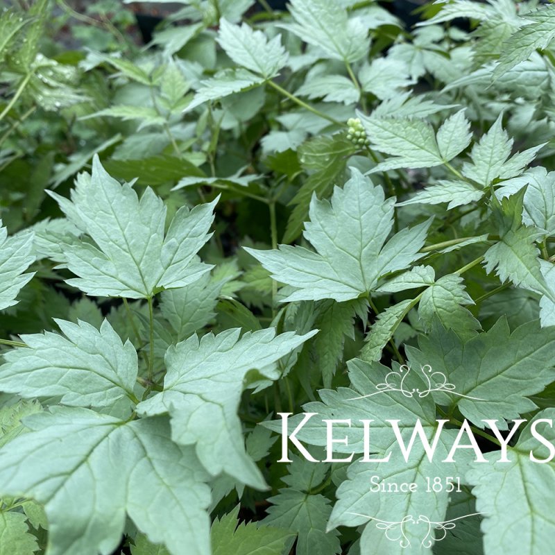 Actaea pachypoda 'Misty Blue'