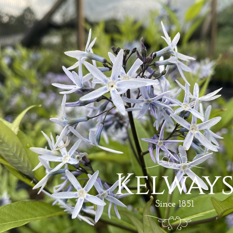 Amsonia tabernaemontana 'Storm Cloud'