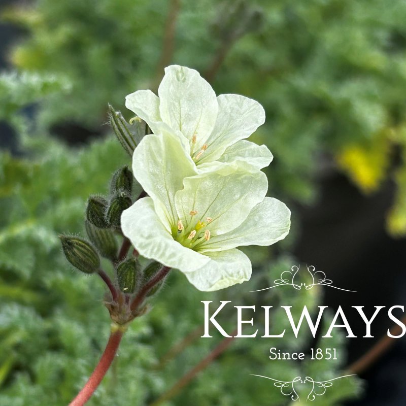 Erodium chrysanthum