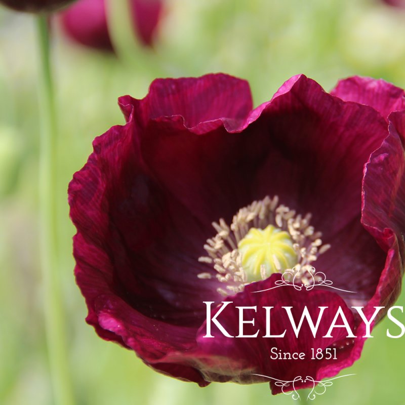 Papaver somniferum 'Lauren's Grape'