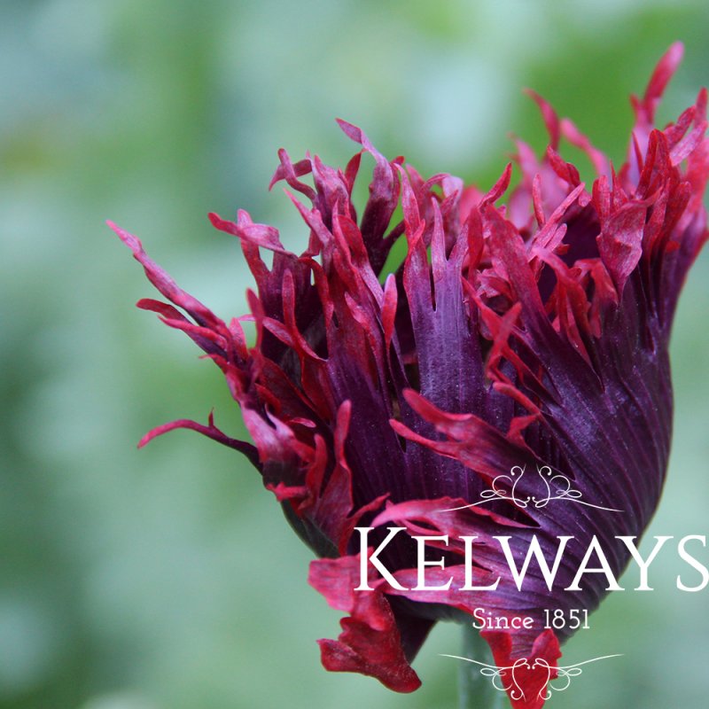 Papaver somniferum (Paeoniiflorum Group) 'Black Peony'