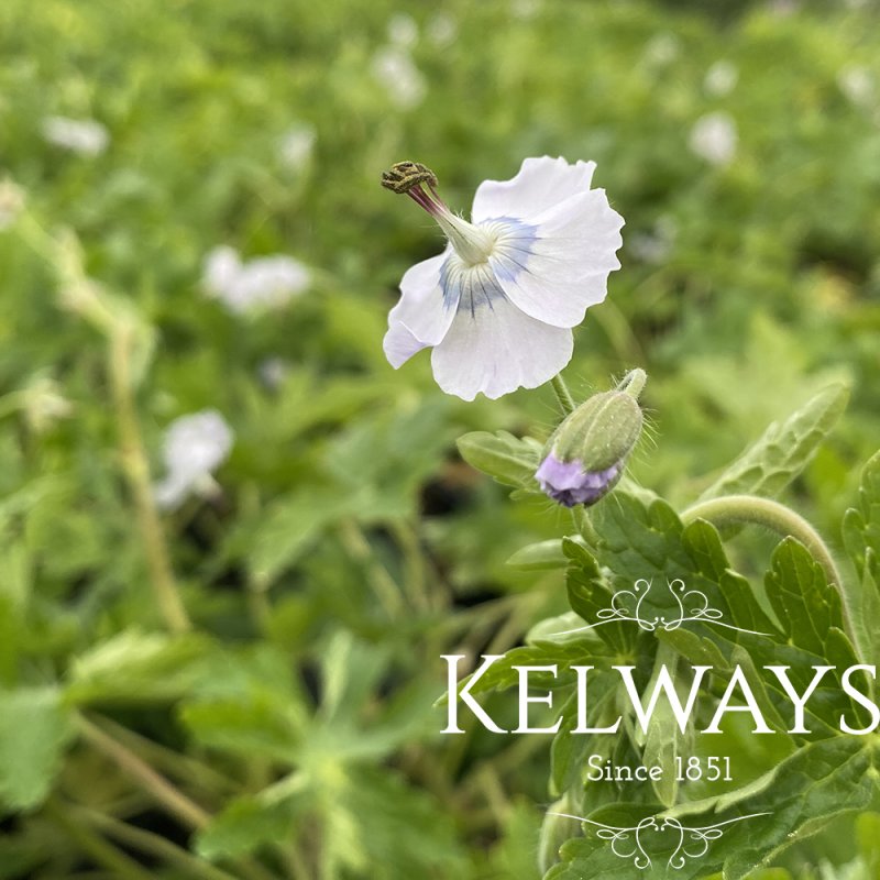 Geranium phaeum 'Waterer's Blue'