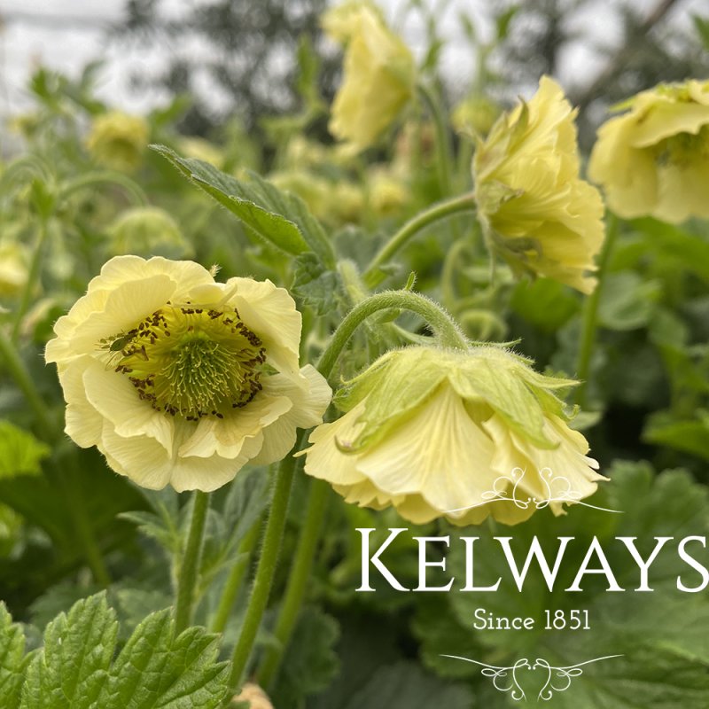 Geum 'Tales of Hex'