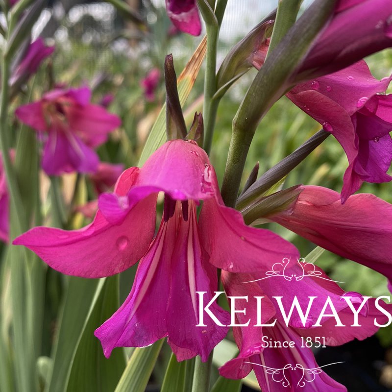 Gladiolus communis subsp. byzantinus