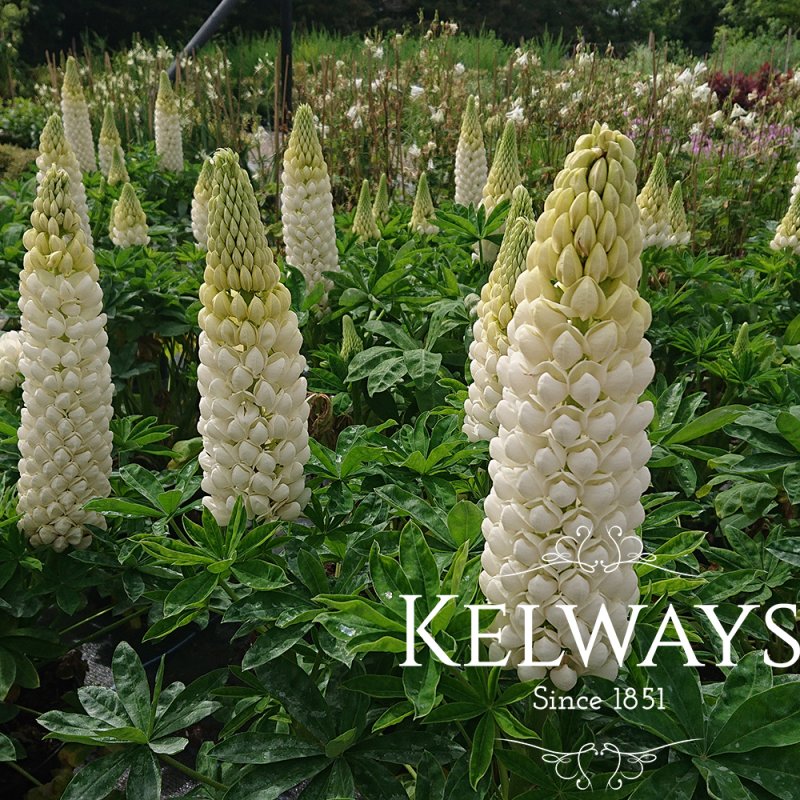 Lupinus 'Polar Princess'