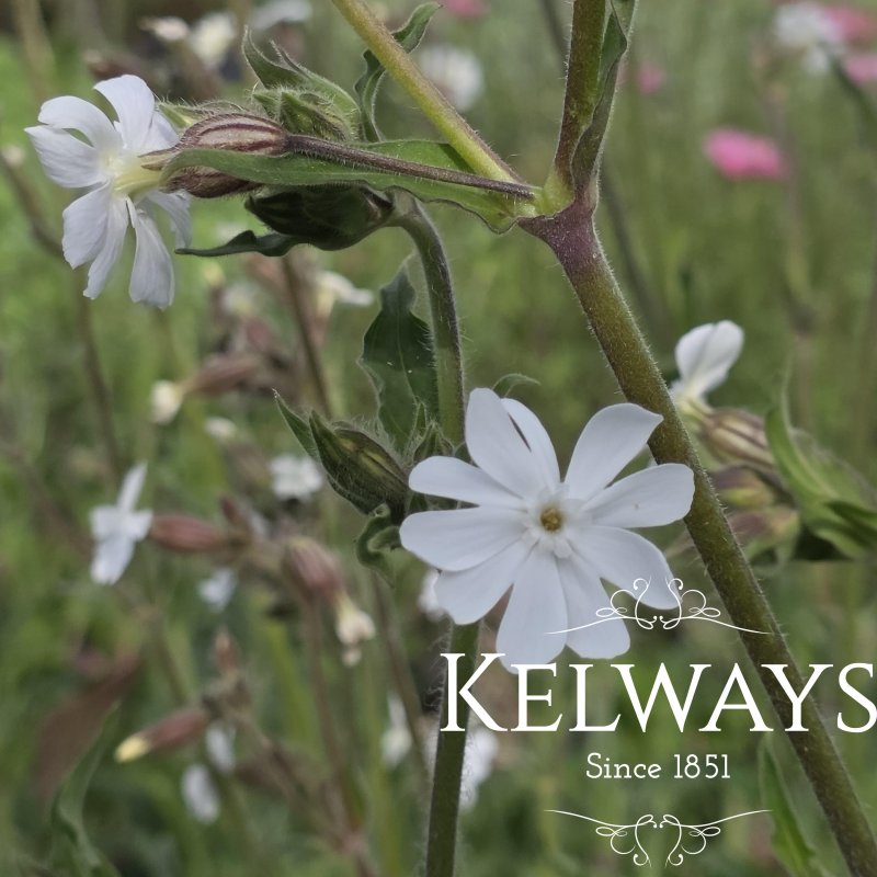 Silene latifolia