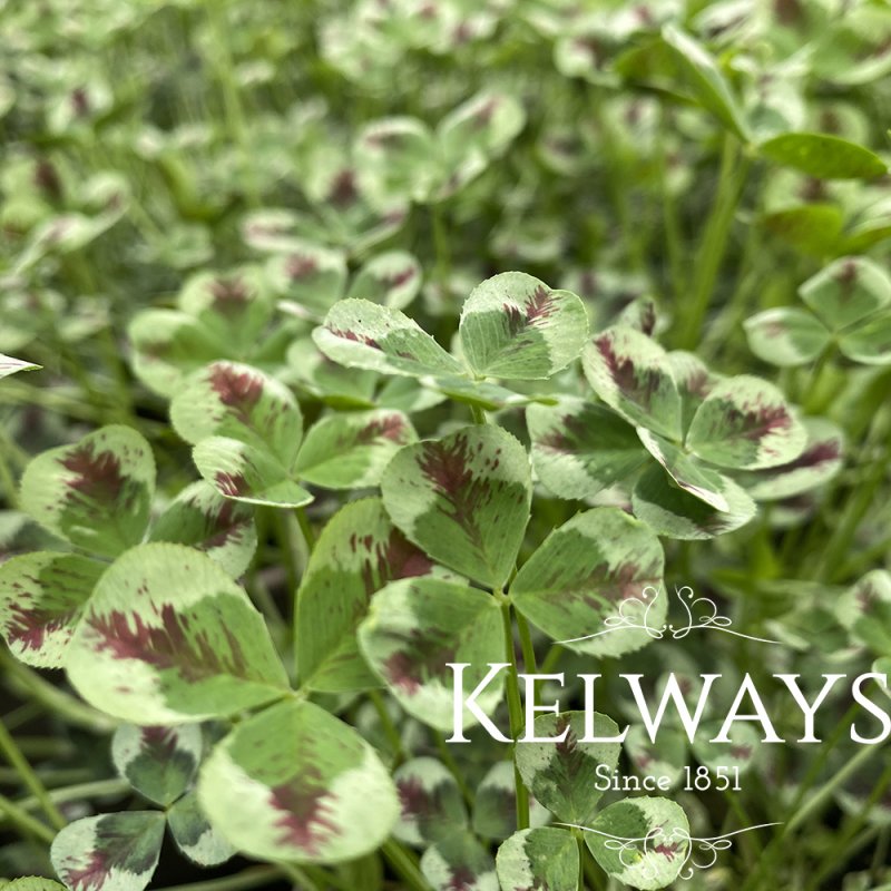 Trifolium Dragon's Blood