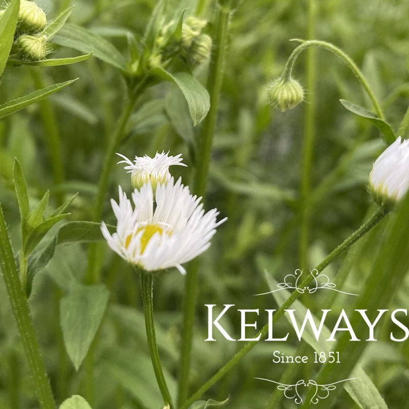 Erigeron annuus
