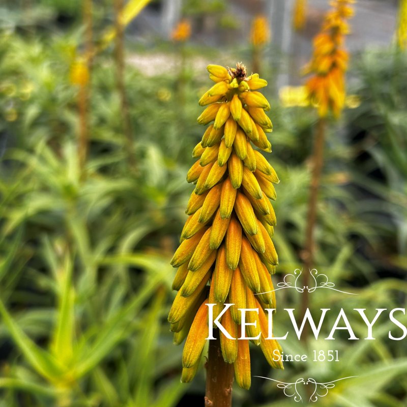 Aloe striatula