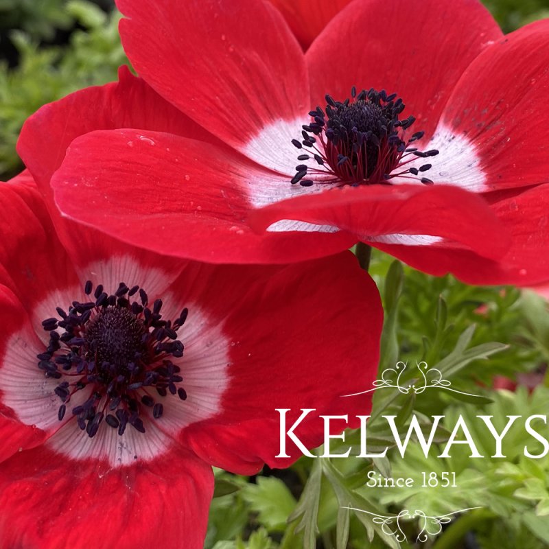 Anemone coronaria (De Caen Group) 'Hollandia'