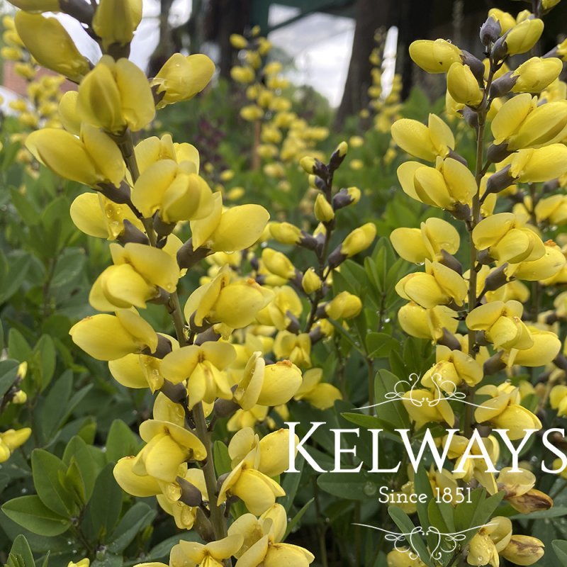 Baptisia 'Lemon Meringue'