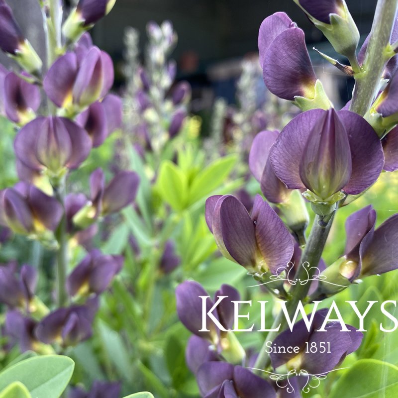 Baptisia x variicolor 'Twilite' (Prairieblues Series)