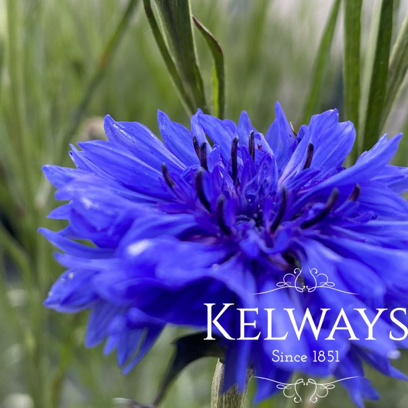 Centaurea cyanus 'Blue Diadem'