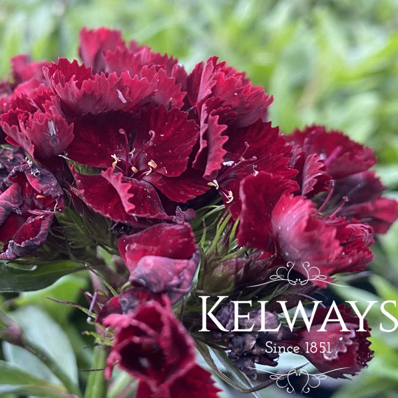 Dianthus barbatus 'Monksilver Black'