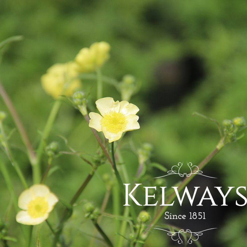 Ranunculus acris 'Citrinus'