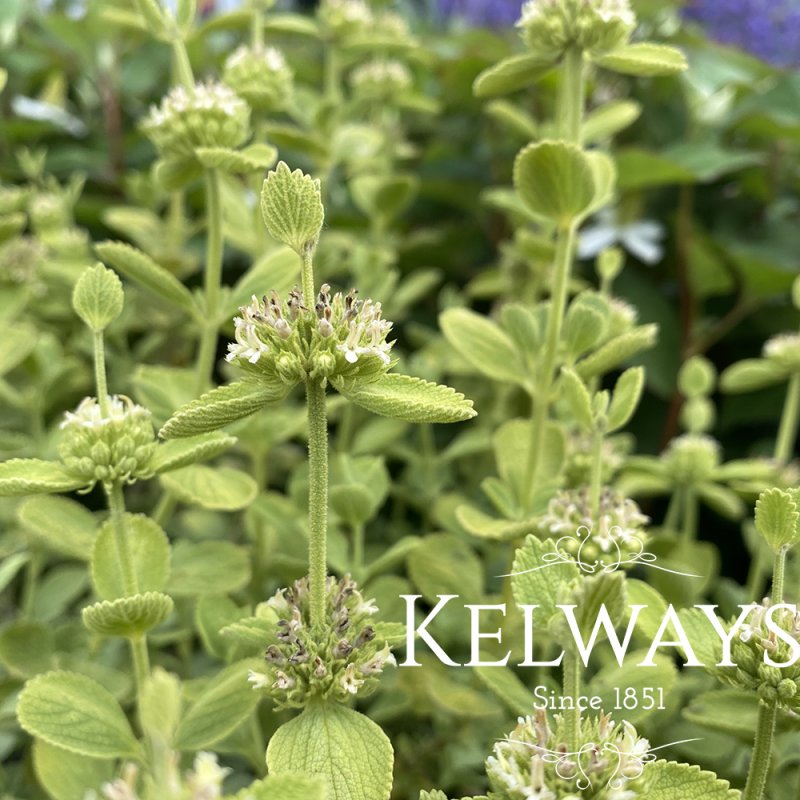 Ballota acetabulosa 'All Hallow's Green'